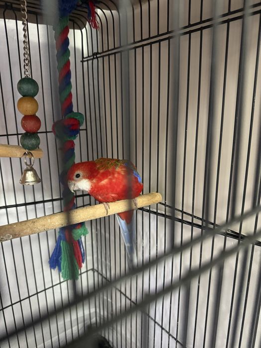 Продам попугая породы розелла.