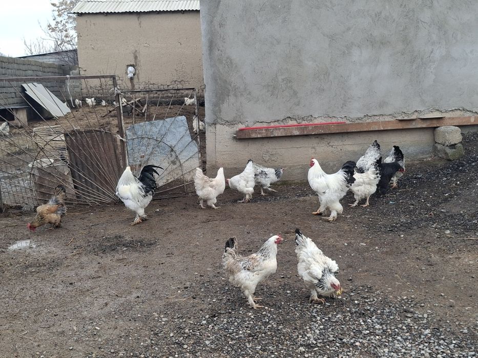 Срочна Продам Брама