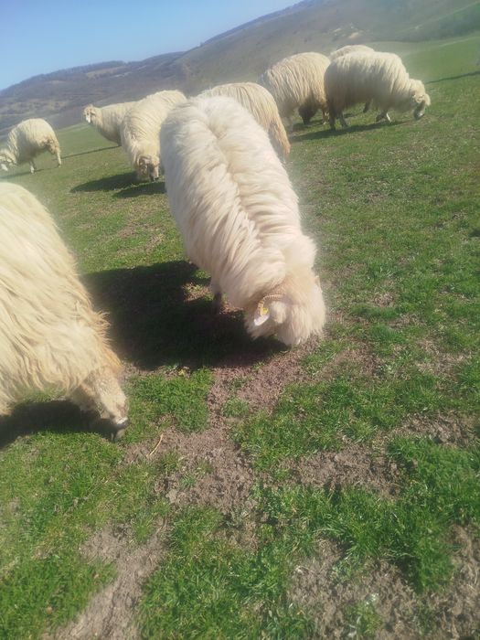 Noatine bune de prăsilă