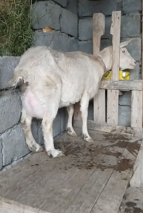 Занен сауынды ешкі  сатылады