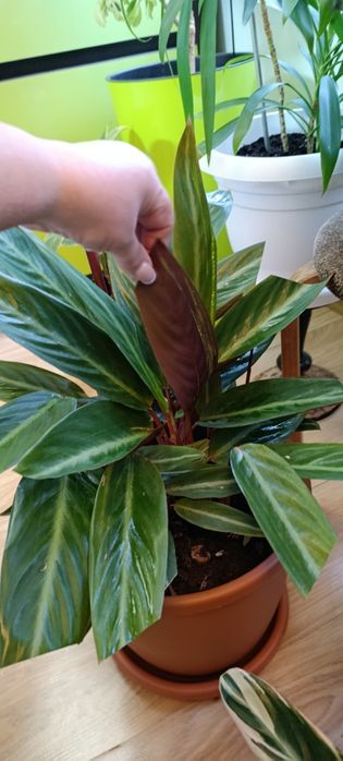 Продам строманту