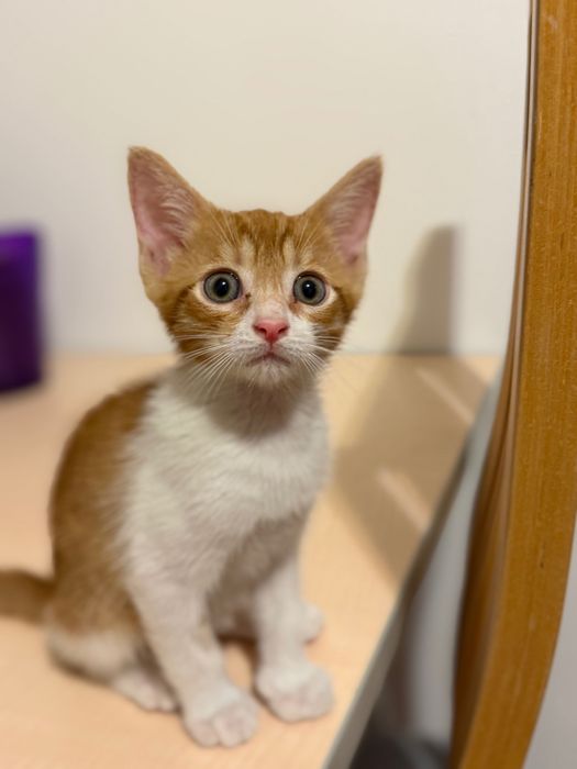 Подарявам рижаво коте