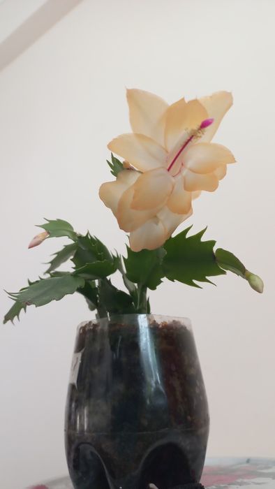 Кактус . золотой Ус.