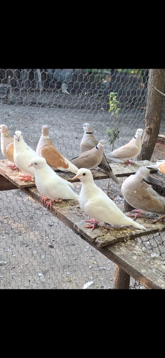 Porumbei de rasă si turturele razatoare