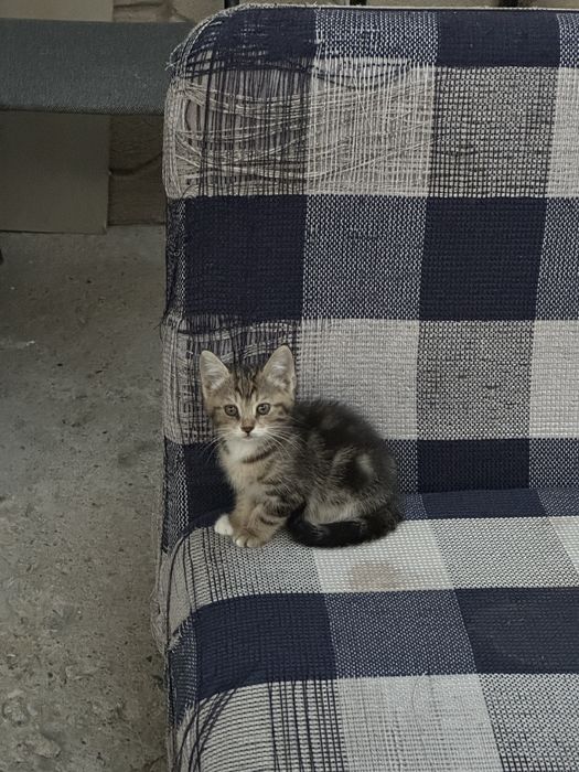 Котята котенок маленькие