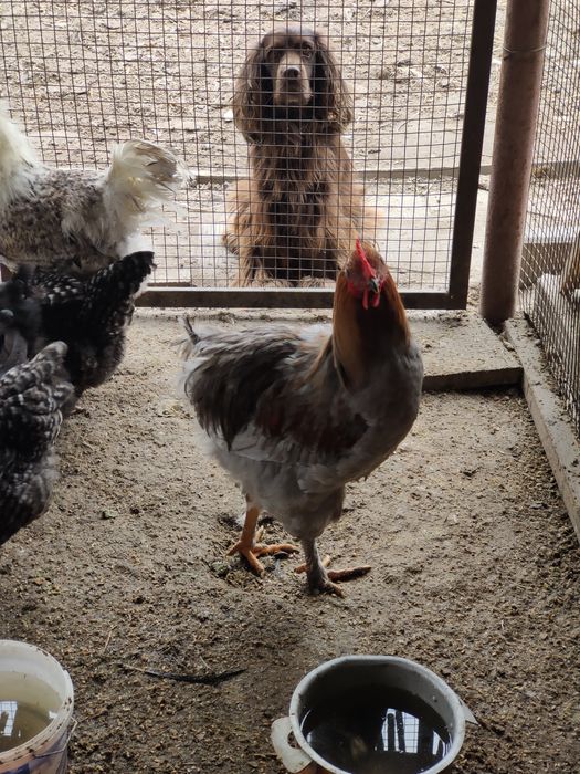 Петух брама продажа