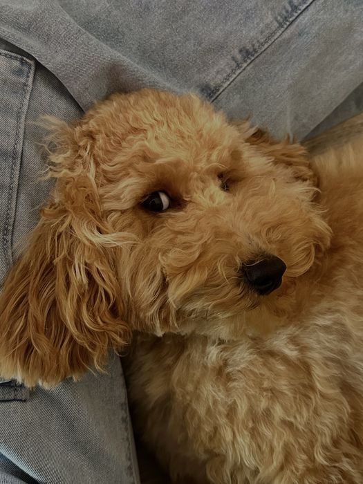 Собака Той пудель