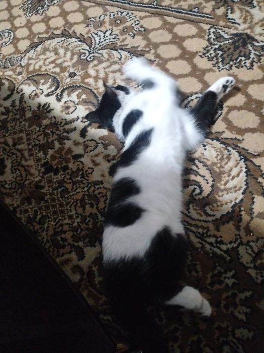 Отдам котёнка мальчик