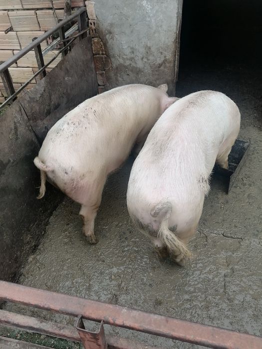 Спешно Продавам прасета за клане