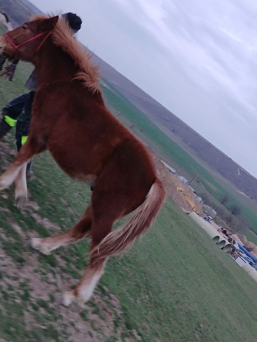 Mânz de 11 luni mai multe detalii la telefon