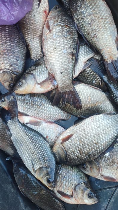 Живой карась с ёмкости .