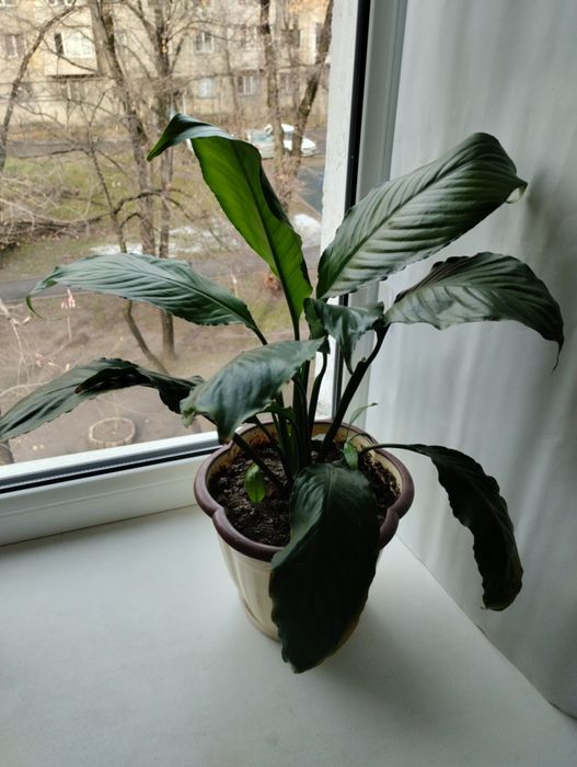 Женское счастье.