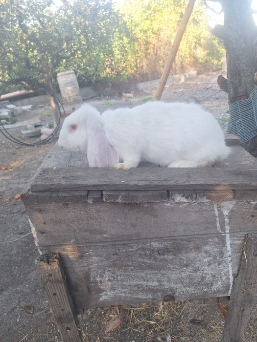 Iepure berbec german 2 luni 2 fete si 4 baieti pret negociabil