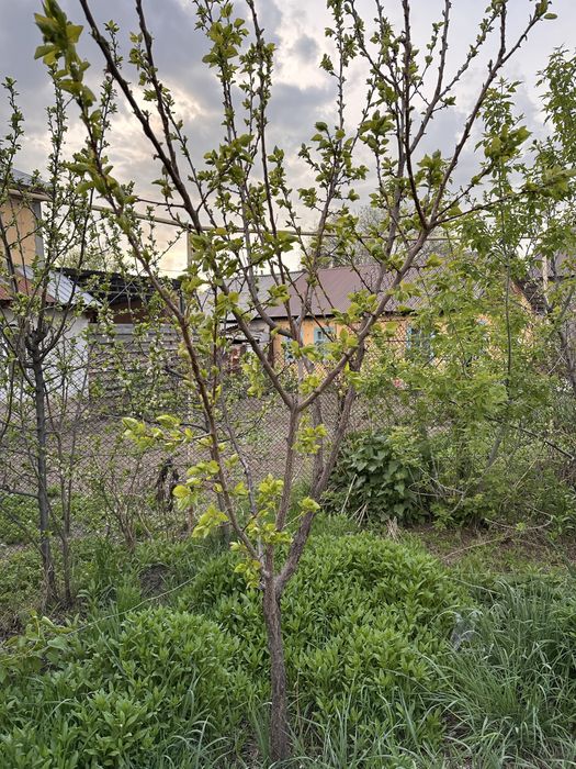 Отдам бесплатно плодовые деревья