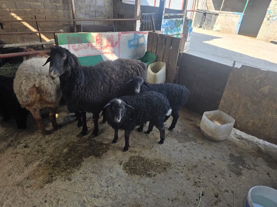 Баран , кои ешкы