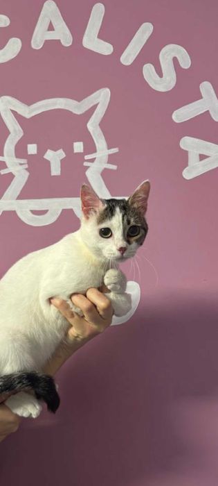 Красивый и умный котенок в добрые руки