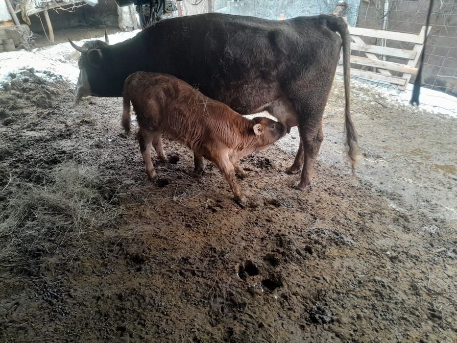 vand vaci crescute in gradina, unele au vitei dupa ele