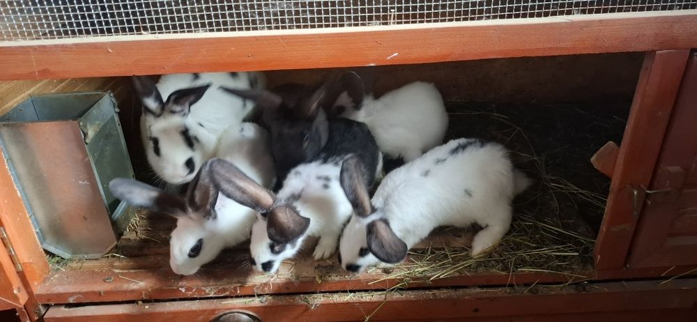 Vând iepurași diferite culori