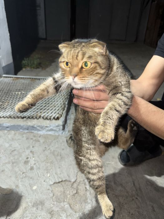 Кастрированй кот в добрые руки