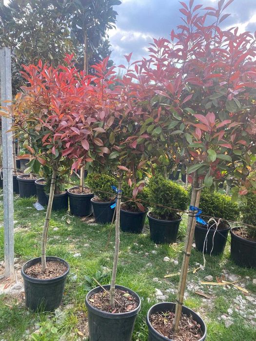 Photinia Red Robin Tufă Ornamentala cu Frunziș Roșu Intens