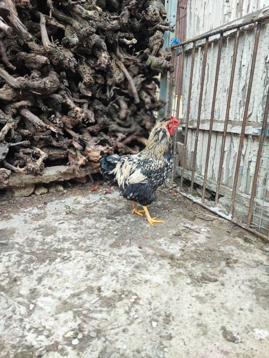Cocos moțat bărbos metis wyandotte+ puica wyandotte