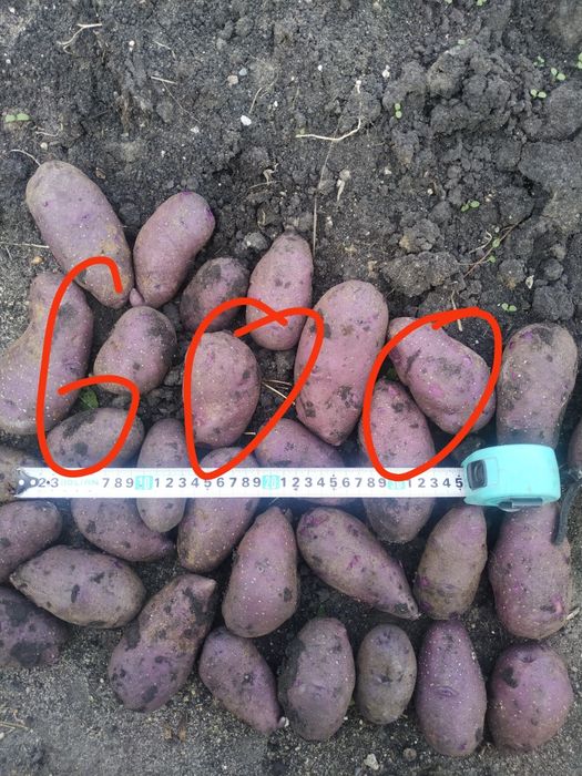 Продам картофель