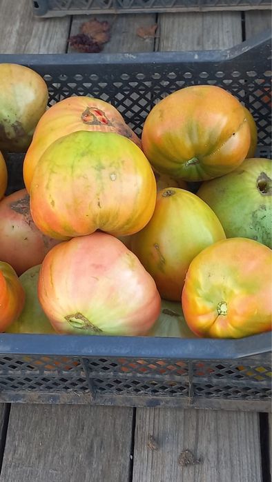 Продажа дачных помидоров