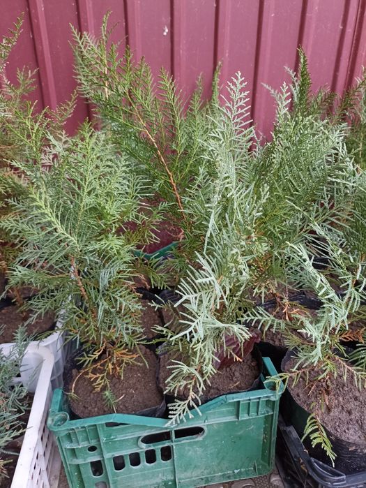 Продам гортензию  тую брабант