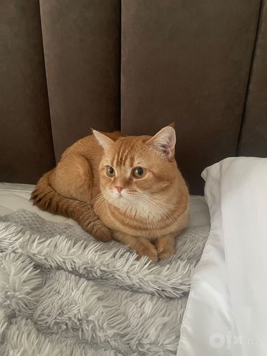 Кот для вязки mushuk