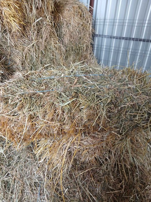 Baloti fan/ovaz cosit