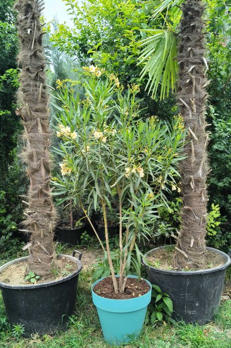 Leandru roz, alb, somon la ghiveci