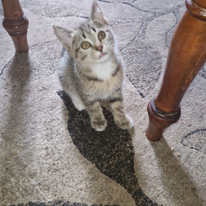 Котёнка девочка ко всему преучин