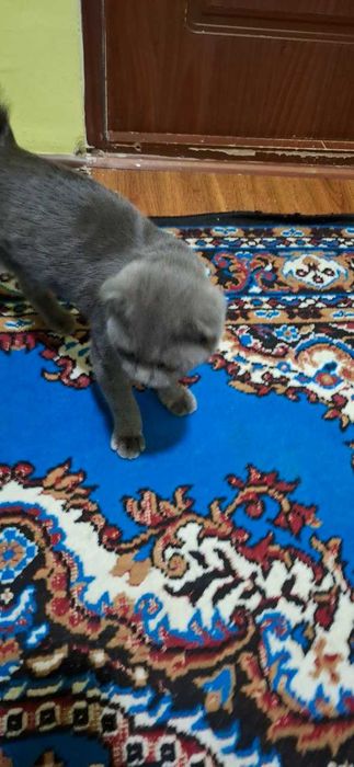 Srochna sotiladi britanski toza qon mushug