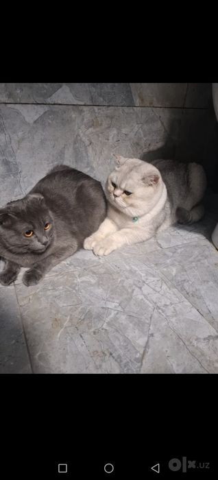 Вязка кота серебристый Шин шыла