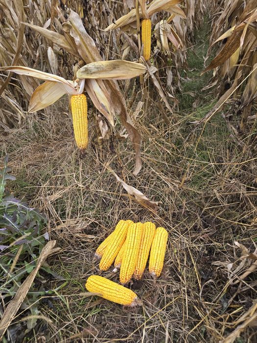 Porumb știuleți KWS