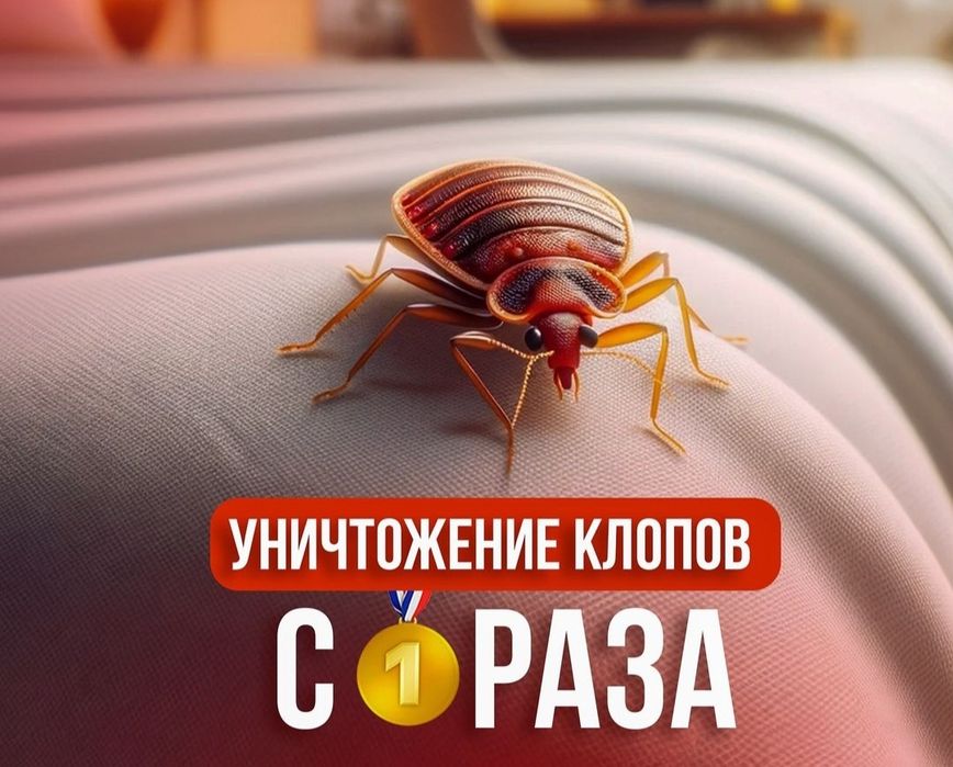 Дезинфекся услугй