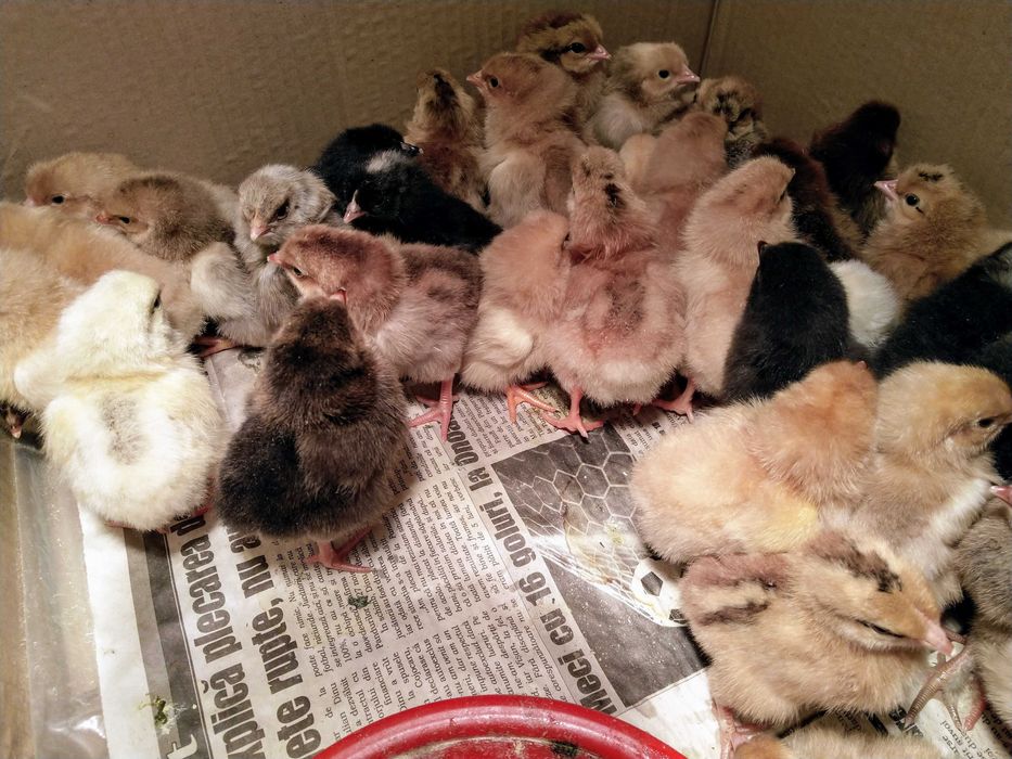 Pui de gaina romanesti de tara - 2-3 zile