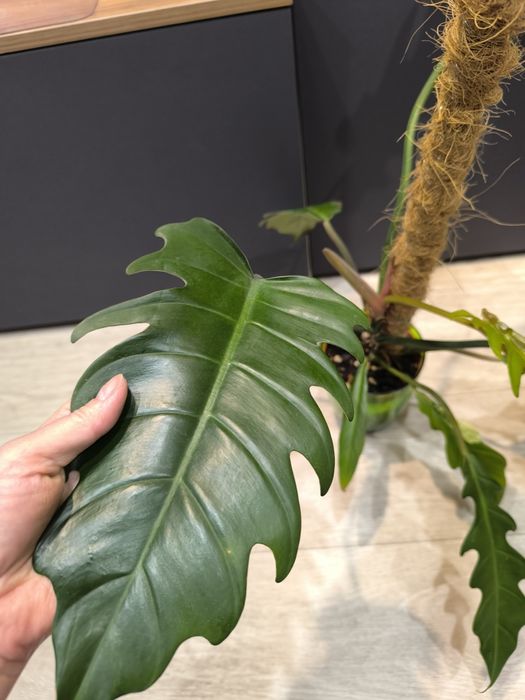 Продаю филодендрон карамель