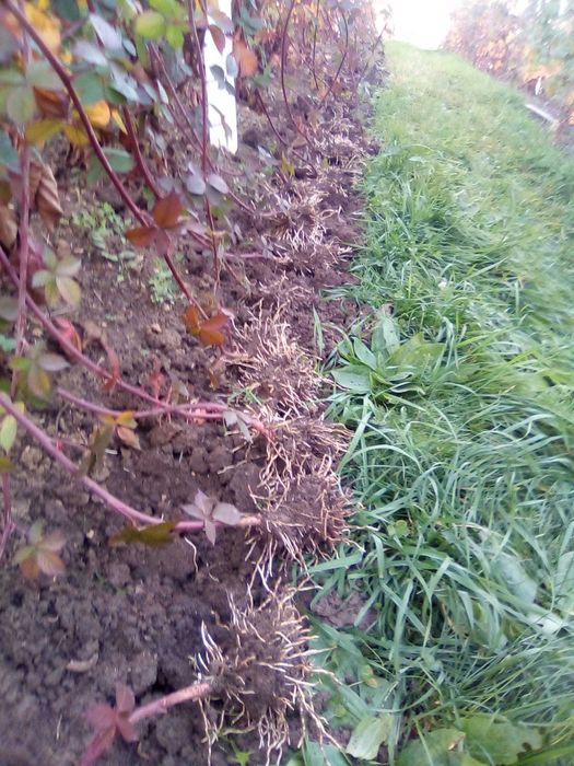 Vând butași mure fara spini Thornfree din plantație proprie