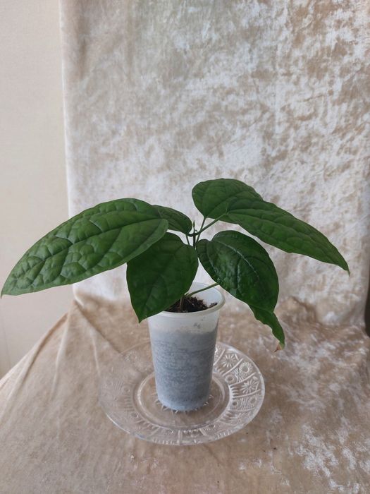 Цветок Клеродендрум