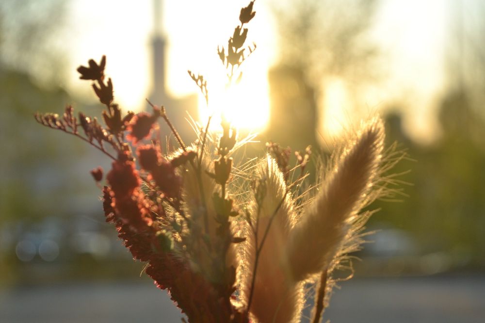 Nikon d3100 камера