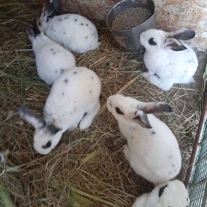 Iepuri de rasa..
