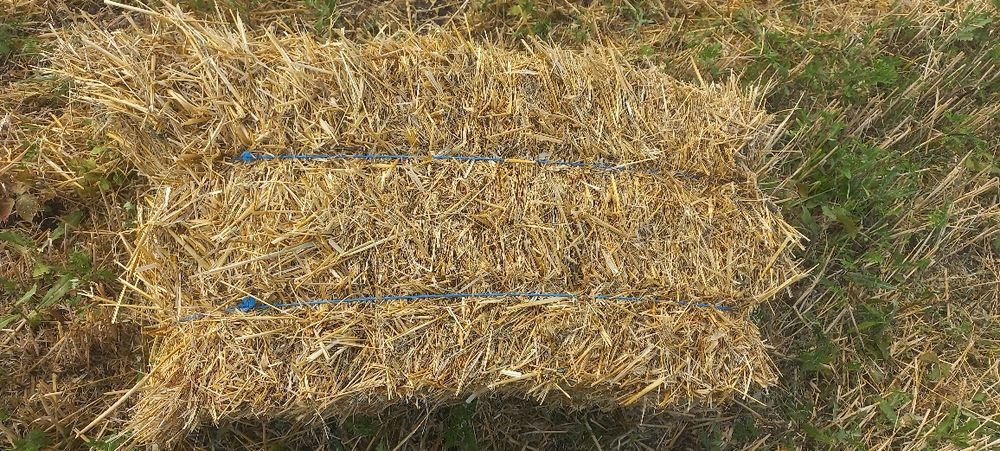 Baloti dreptunghiulari de paie triticale de vanzare Ghirbom jud alba 0766425351