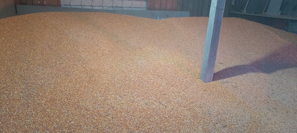 Porumb boabe de vanzare