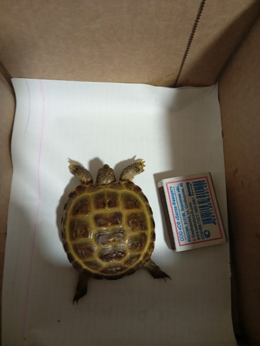 Тошбака ( черепаха)