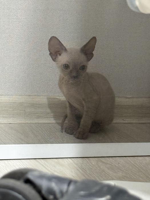 Продам канадский сфинкс
