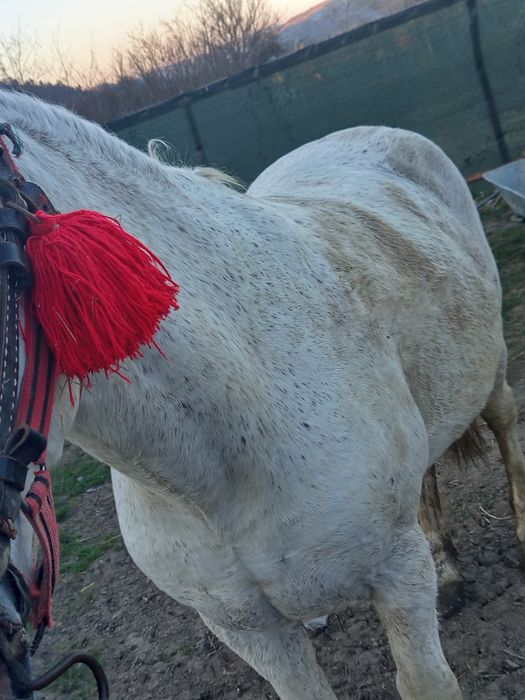 Vând iapă sură  foarte cuminte merge la caruță la călărit