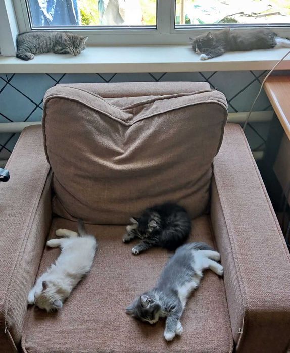 Домашние котята, 2-х месячные