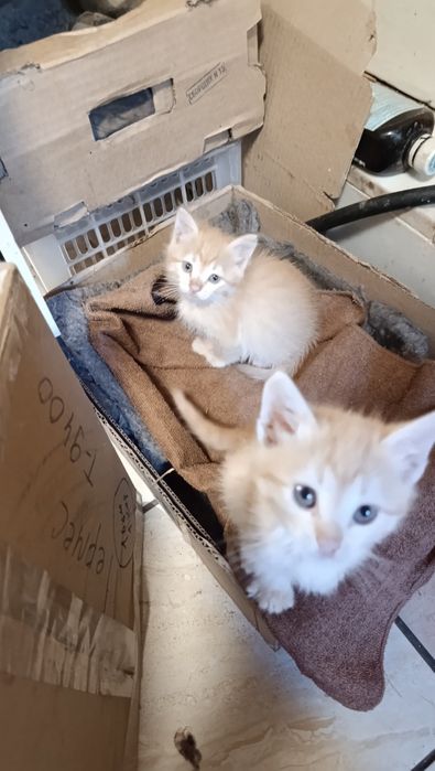 Отдам котят бесплатно