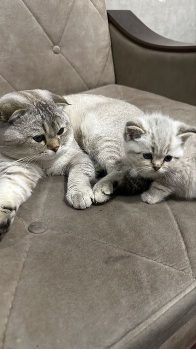 Scotiw fold mushucha sotiladi 100$